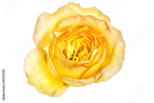  Yellow rose isolated on white for Valentine s day 