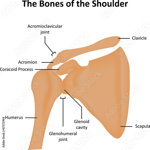 Shoulder Joint