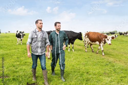 Fototapeta Naklejka Na Ścianę i Meble -  Farmer and veterinary working together in a masture with cows