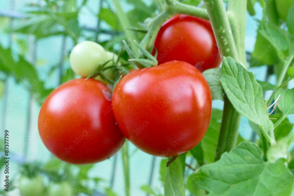 Reife Tomaten, dunkelrot und vitaminreich, hängen neben unreifen an einem Zweig. Schönes Foto für Koch- oder Gemüseseiten.
