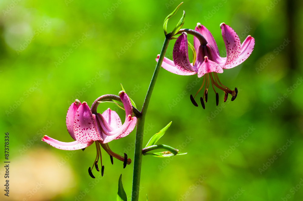 Giglio martagone Lilium martagon