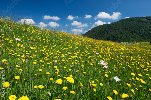 Gornje bare, Sutjeska National park - Bosnia and Herzegovina photo