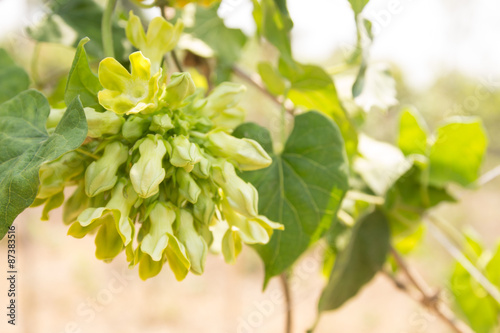 CowslCowslip Creeper plantation (Telosma minor Craib).