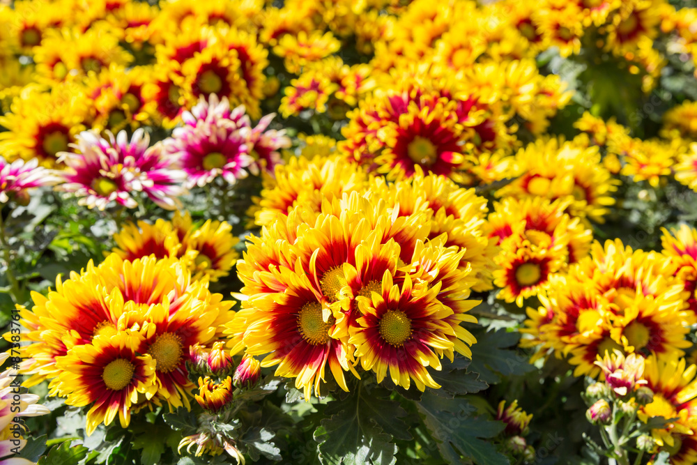 Red and yellow flowers