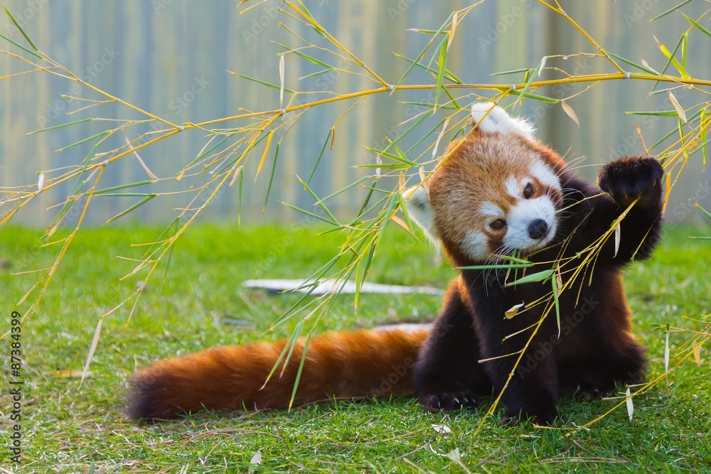 Panda roux (Ailurus fulgens) - Monde Animal