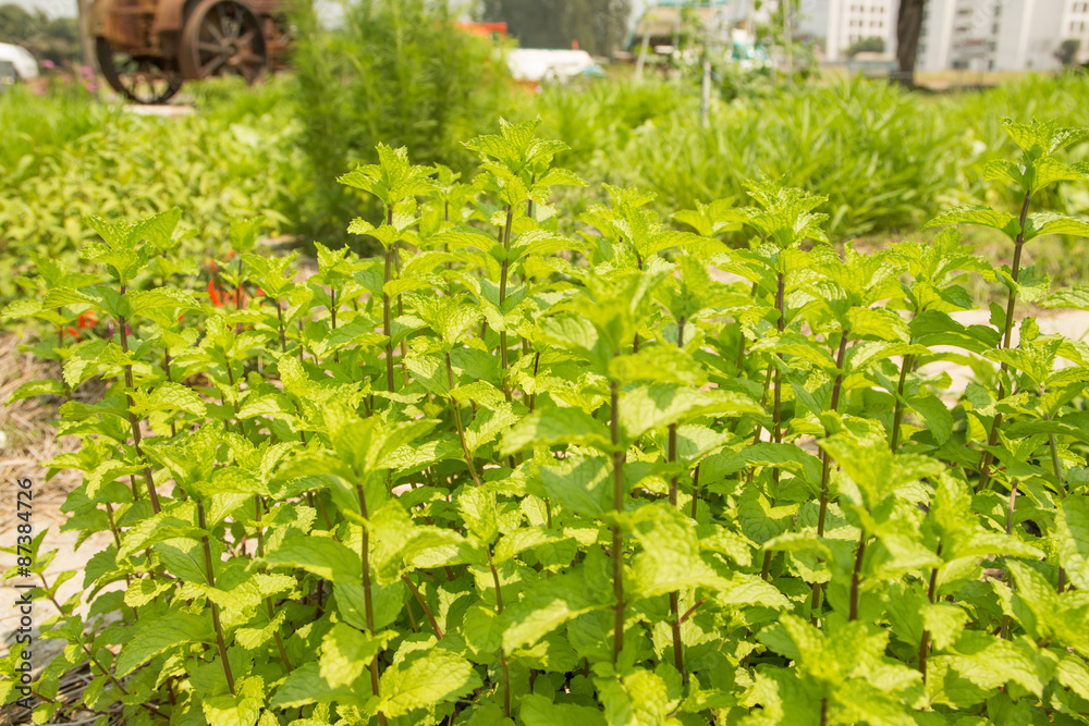 Organic Ocimum basilicum vegetables farm Organic Ocimum basilicum vegetables farm