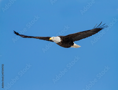 Bald Eagle Flying against  Blue Sky 