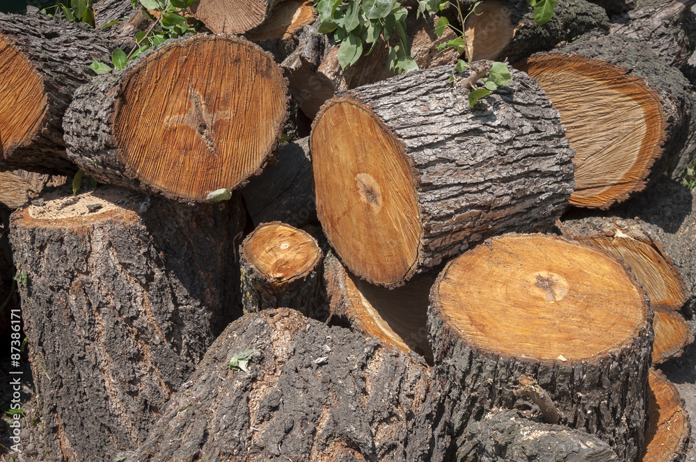 Large portions of a tree cut down Large portions of a tree cut down