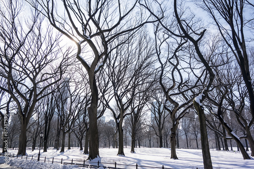 Trees In Central Park photo