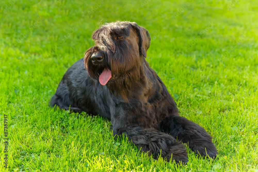 Domestic dog Black Giant Schnauzer breed 