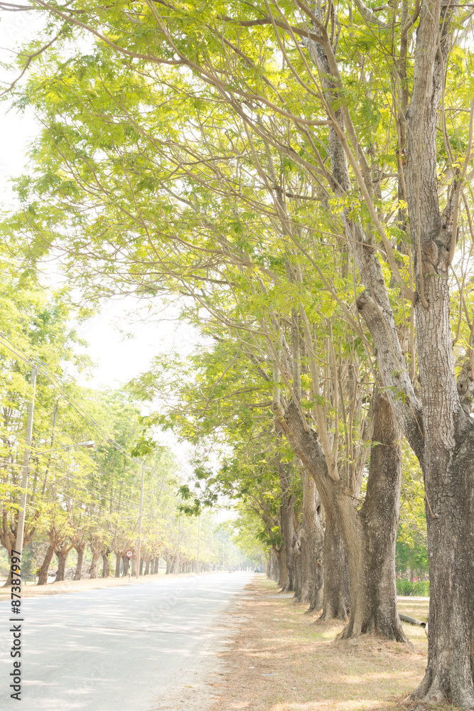 road in garden road in garden