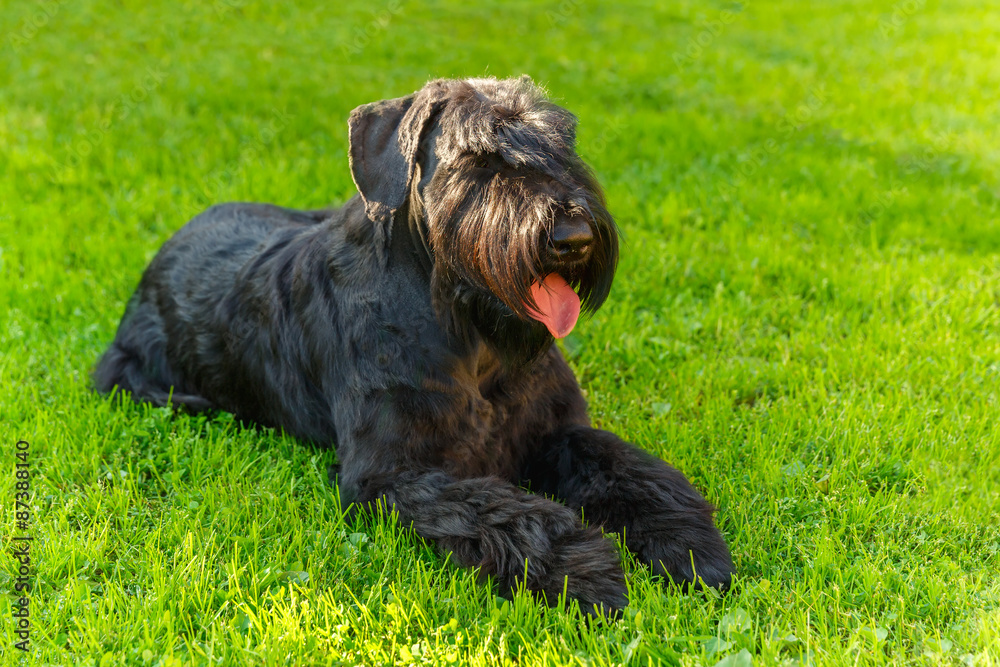 Domestic dog Black Giant Schnauzer breed Domestic dog Black Giant Schnauzer breed