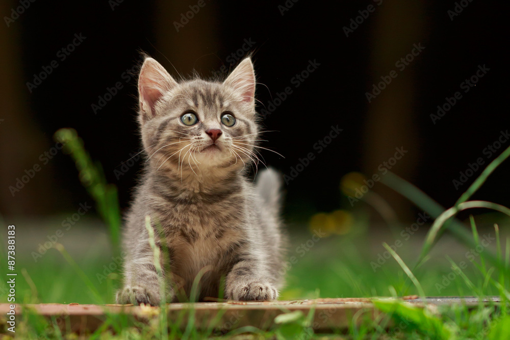 Kitten in Blumenwiese
