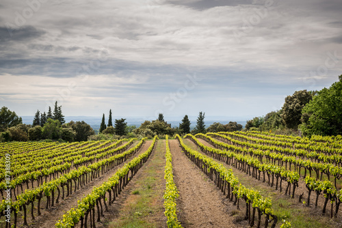 Stand alone house in the middle of vineyard, France