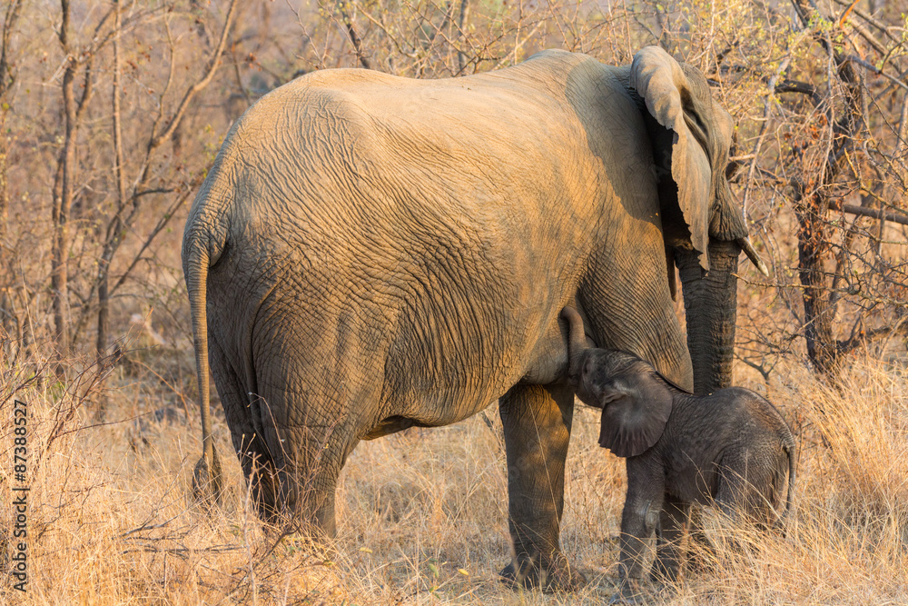 Fototapeta premium Elephant cow and calf