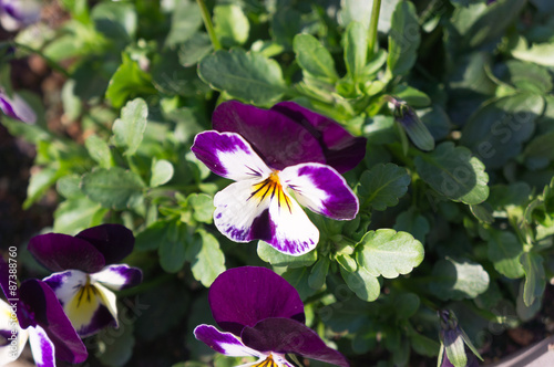 Purple Colored Pansy Flowers Background in Osaka park,Japan.  photo