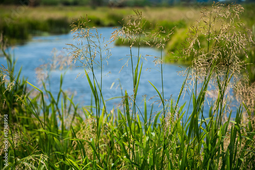 Wild grass meadow and river on background