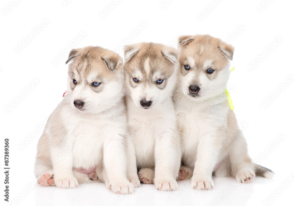 Three Siberian Husky puppies sitting in front. isolated on white