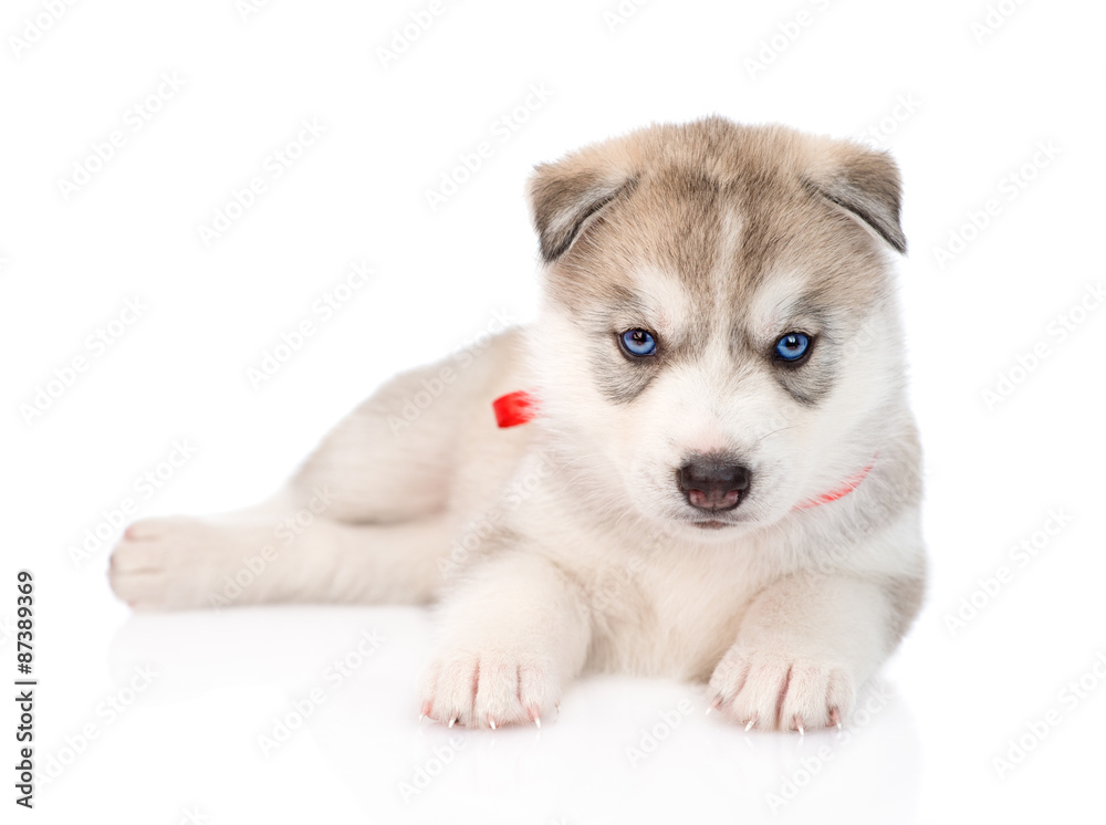 Siberian Husky puppy lying in front. isolated on white backgroun