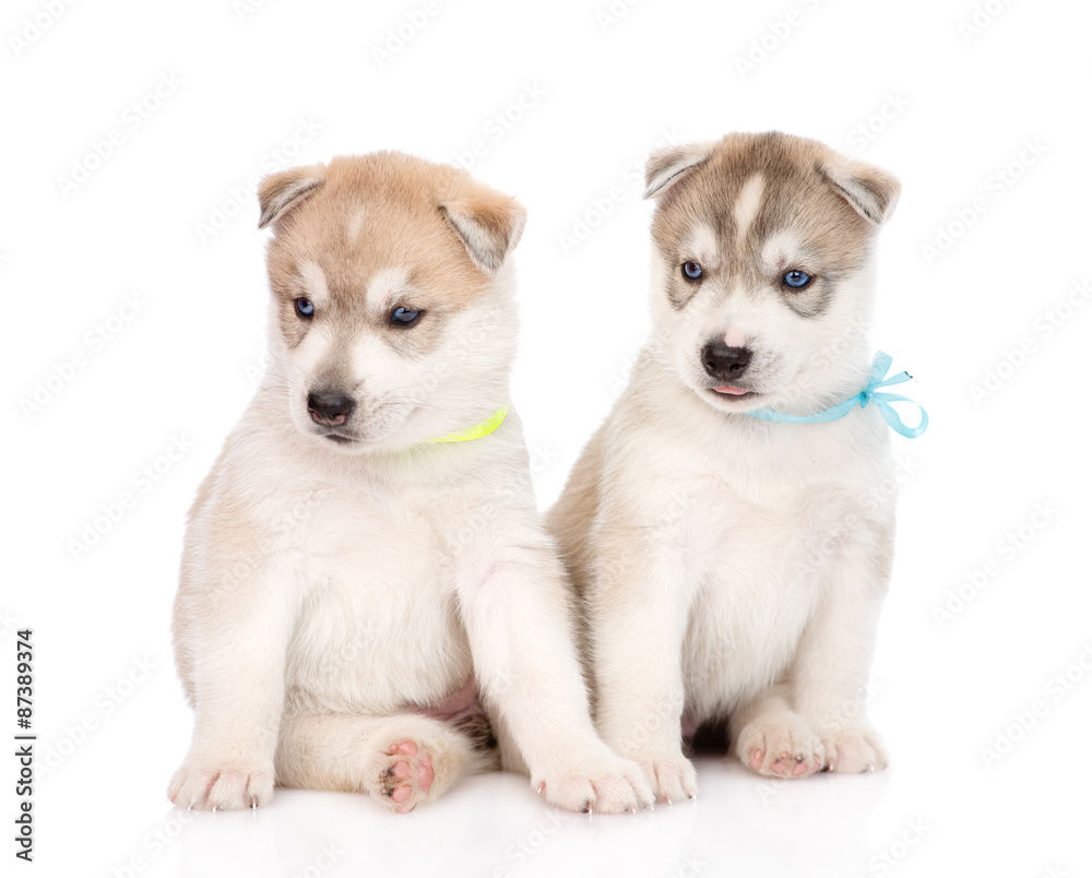 Two Siberian Husky puppies sitting in front. isolated on white b
