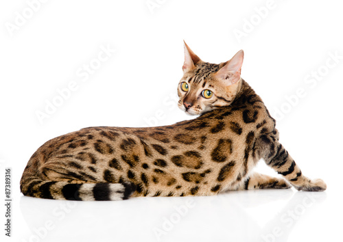 Fototapeta Naklejka Na Ścianę i Meble -  Bengal cat looks back. isolated on white background