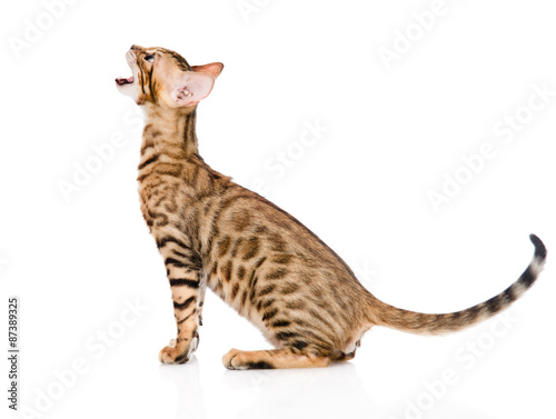 Fototapeta Naklejka Na Ścianę i Meble -  Bengal kitten in profile meowing. isolated on white background
