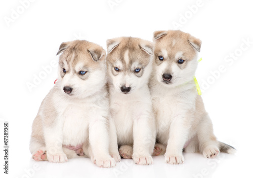 Three Siberian Husky puppies sitting in front. isolated on white © Ermolaev Alexandr