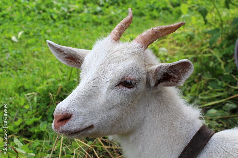 Head of a white goat on a background of green grass