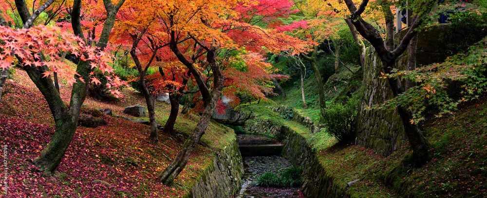 Fototapeta premium Momiji, Japanese maple in autumn season, panorama view 