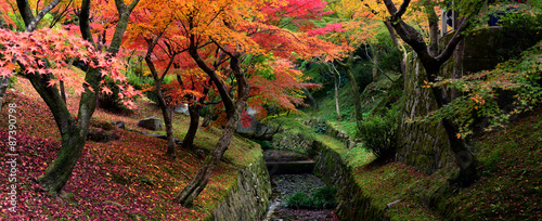 Momiji, Japanese maple in autumn season, panorama view
 photo