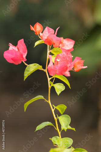 drop water on bougainvillea flowers in rainforest