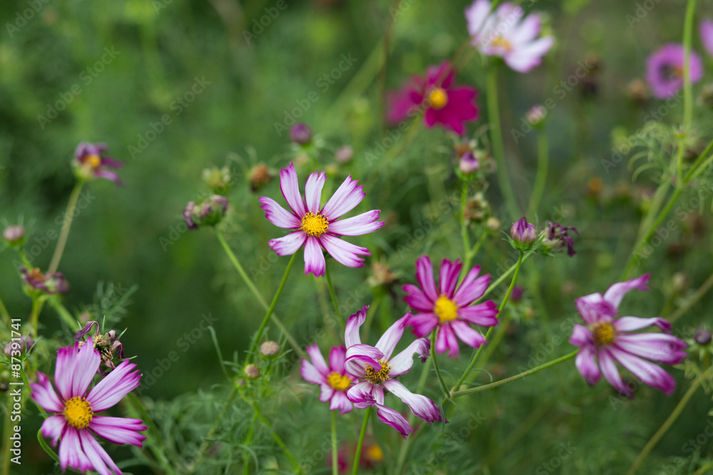 Fototapeta premium Group of purple flower - Stock image