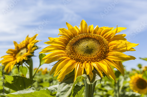 sunflowers in summer time