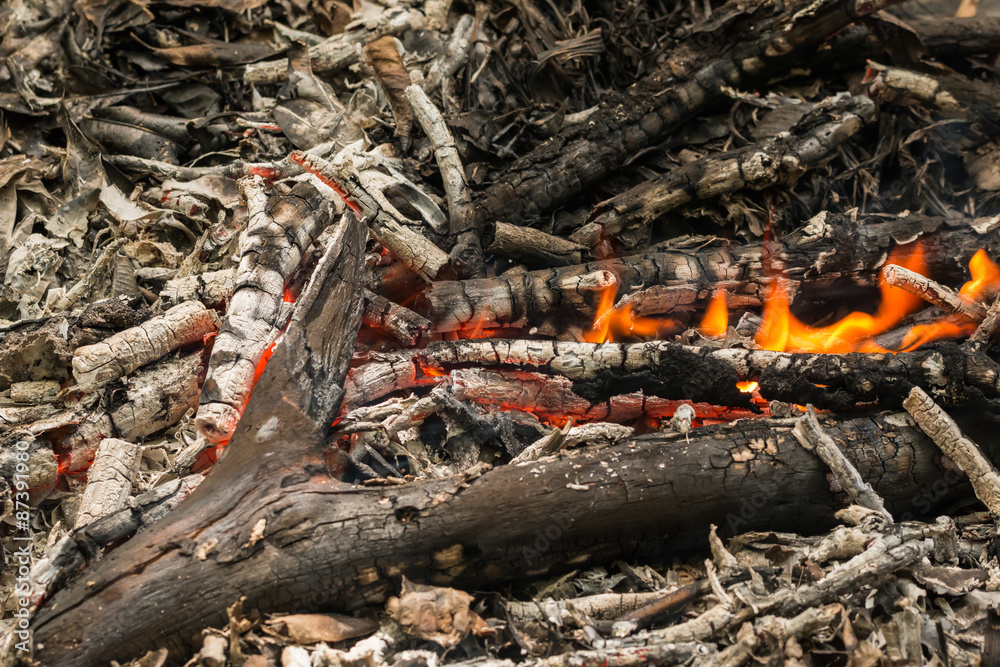 Bonfire of the dry tree in summer Bonfire of the dry tree in summer