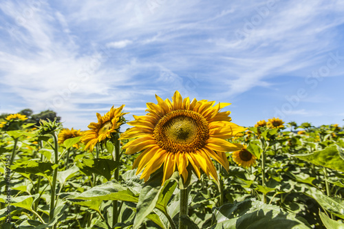 sunflowers in the field 