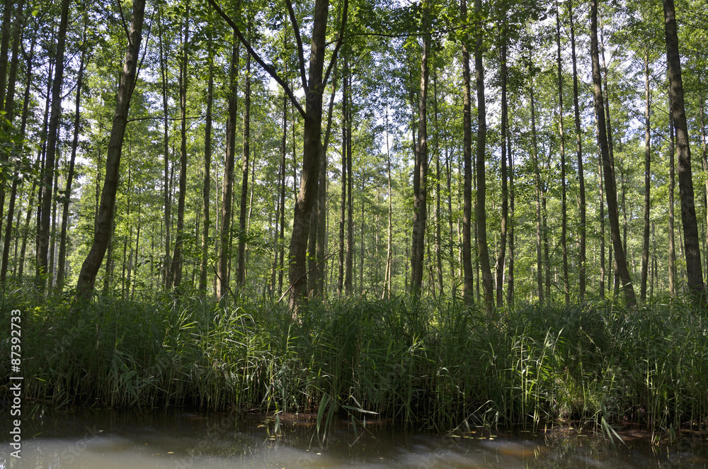 Fototapeta premium Hochwald im Spreewald