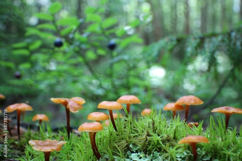 Small tiny mushrooms in forest 