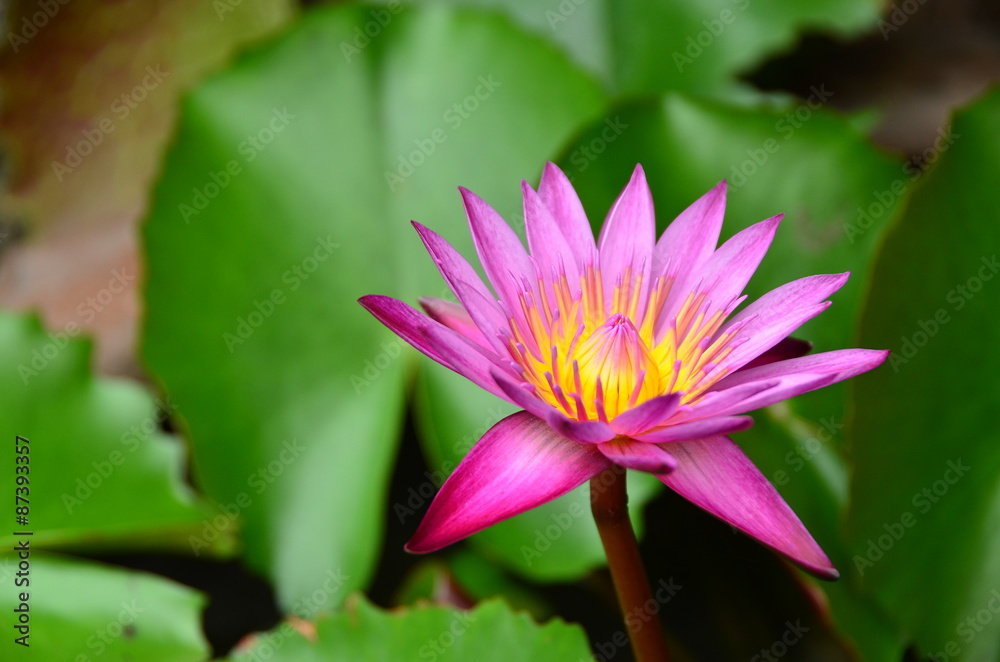 flowers lotus color pink wall water background nature blossom garden bloom flowers lotus color pink wall water background nature blossom garden bloom