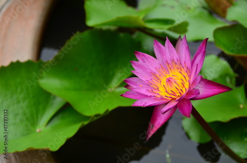 flowers lotus color pink wall water background nature blossom garden bloom