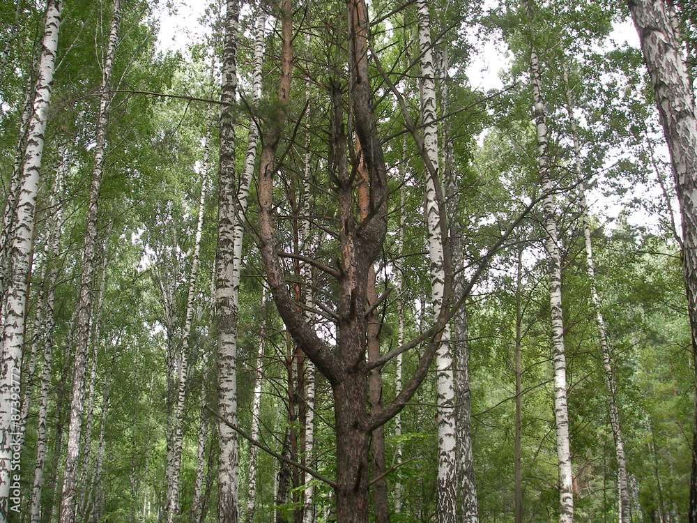 Fototapeta premium Сосна лира