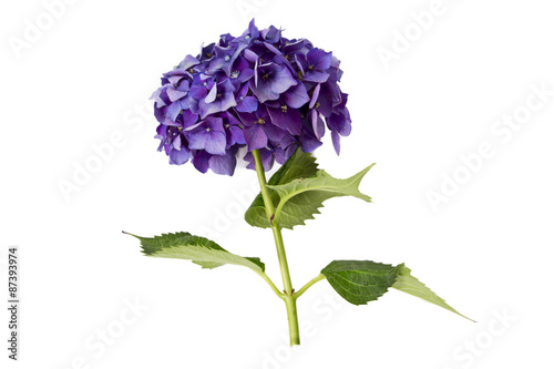 hydrangea isolated