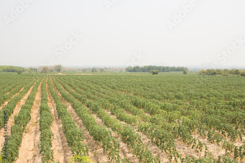 Cassava farmland agriculture