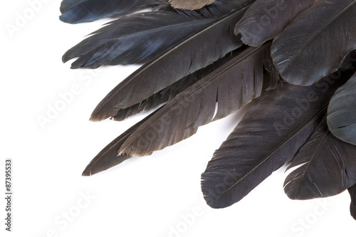 Fine Texture on Tips of Birds' Feathers