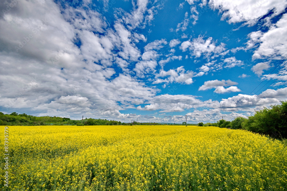 Rape field