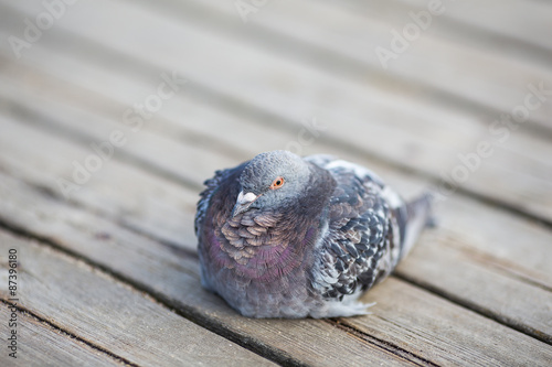 Fototapeta Naklejka Na Ścianę i Meble -  Close up of a pigeon sitting on a wooden board