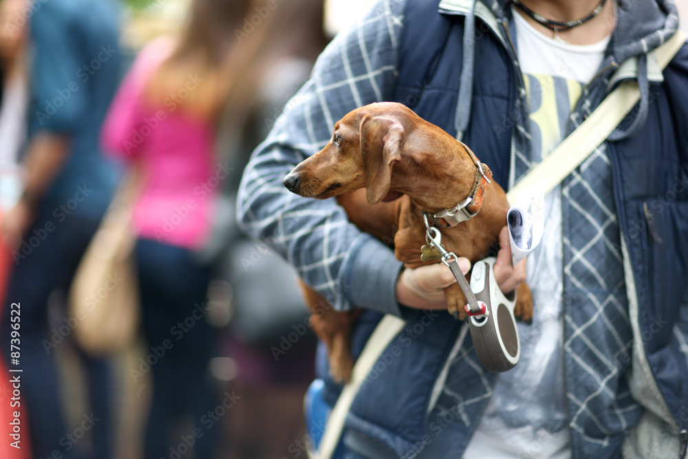 Mid section of a man holding his dachshund in underarm Mid section of a man holding his dachshund in underarm