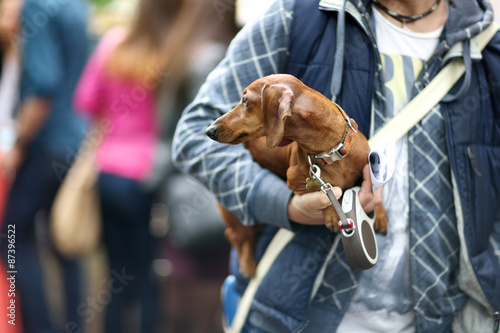 Fototapeta Naklejka Na Ścianę i Meble -  Mid section of a man holding his  dachshund in underarm