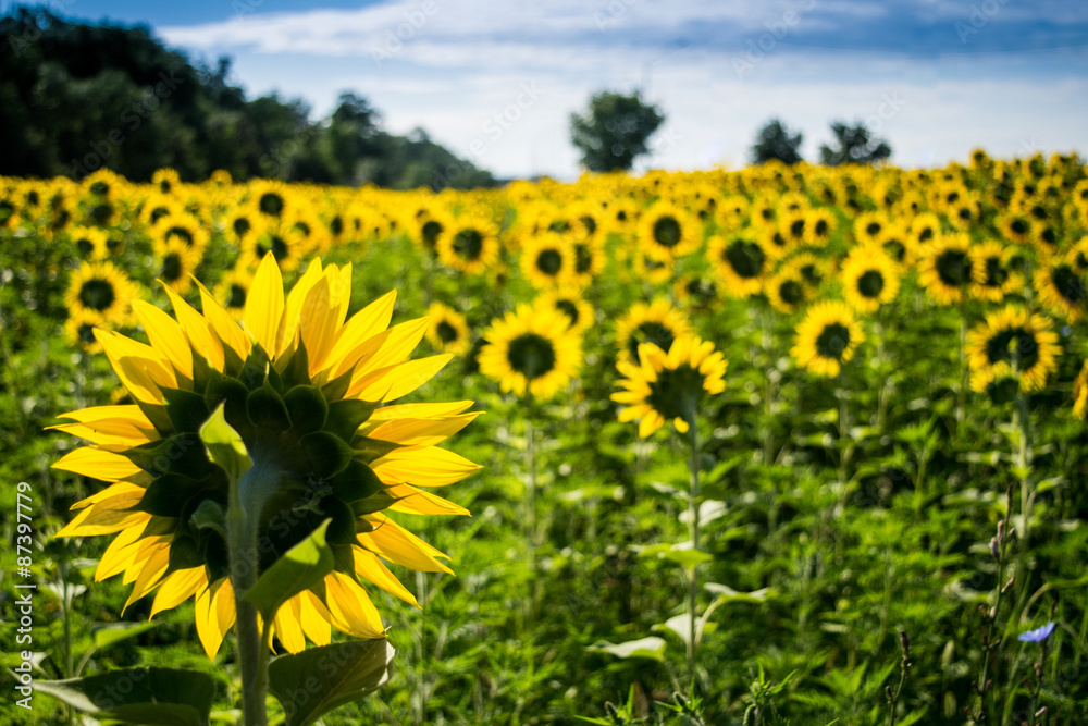 Fototapeta premium Sunflowers