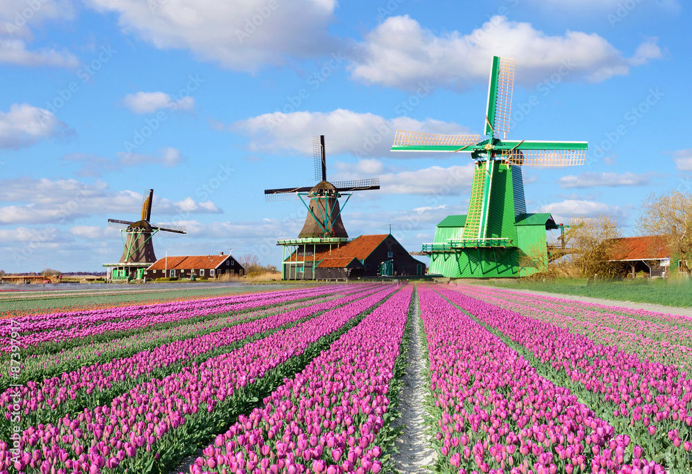 Fabulous landscape with tulips and aerial mill on the channel in