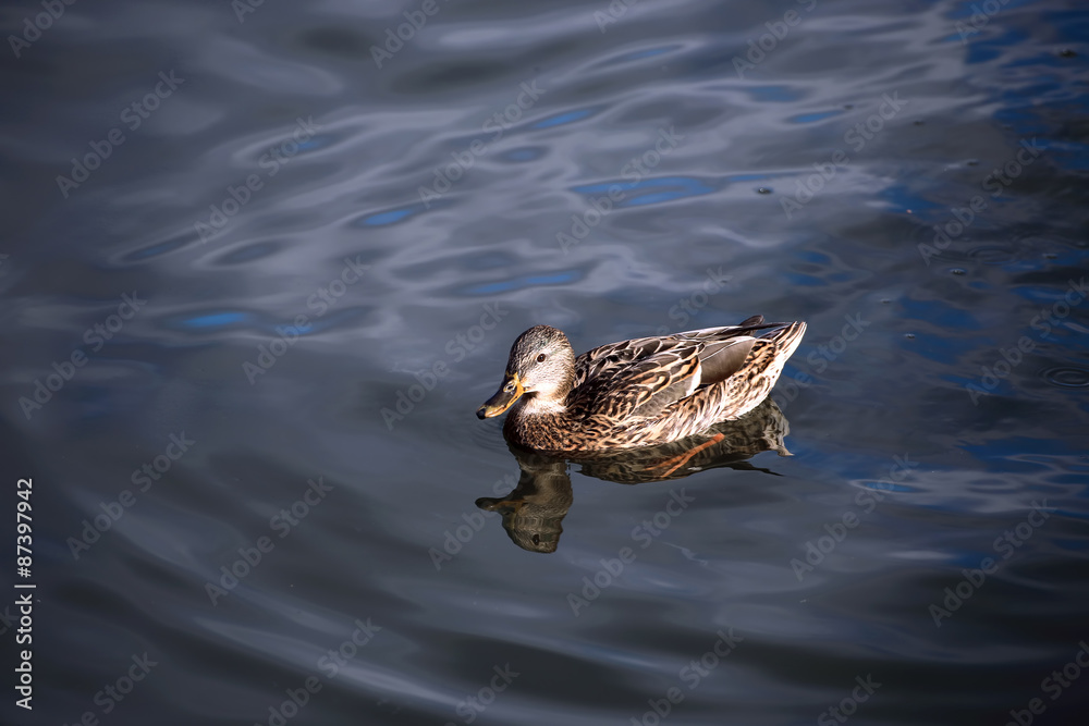 The duck swims on the waves The duck swims on the waves